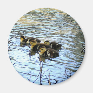 Imã O grupo do bebê Ducks o ímã