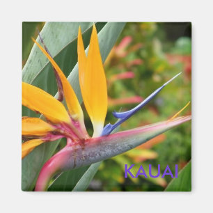 Imã O Hawaiian tropical floresce o Pássaro--Paraíso