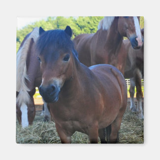 Imã O Herdmaster Maganet