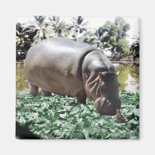 Imã O Hippo E O Pássaro
