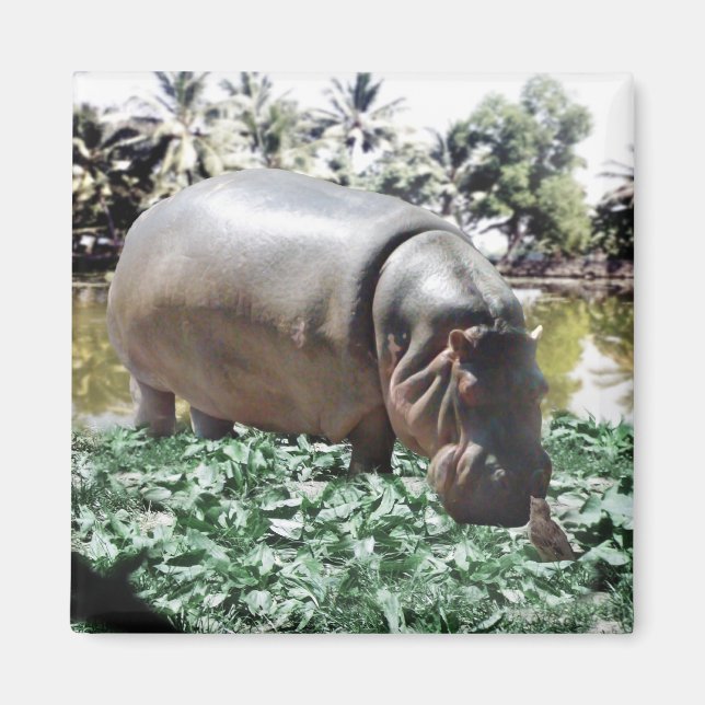 Imã O Hippo E O Pássaro (Frente)