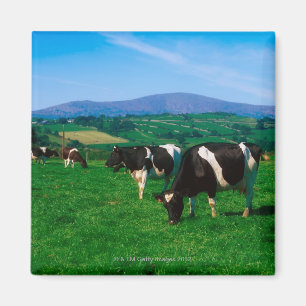 Imã O Holstein-Frisão acobarda-se perto de Borris,