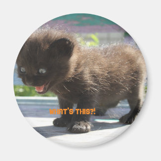 Imã O horror da Magnet Cat