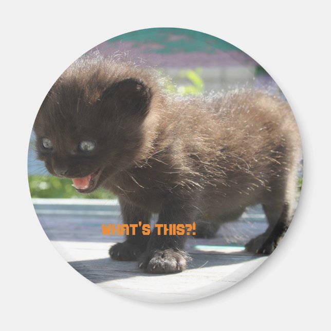 Imã O horror da Magnet Cat (Frente)