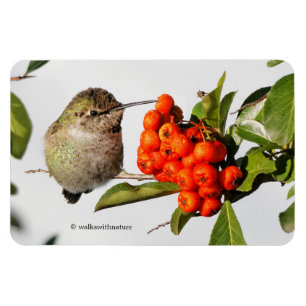 Ímã O Hummingbird de Anna Adorável em Berry Bush