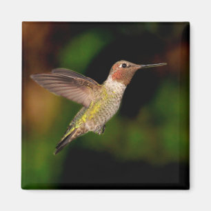 Imã O Hummingbird de Anna no ímã de voo