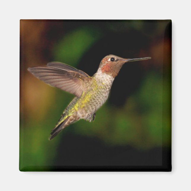 Imã O Hummingbird de Anna no ímã de voo (Frente)