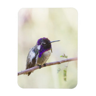 Ímã O Hummingbird de Costa empoleirado em um galho
