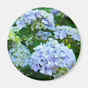 Imã O Hydrangea floresce o jardim do verde azul dos