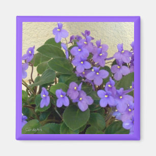 Imã O ímã azul o mais azul das violetas