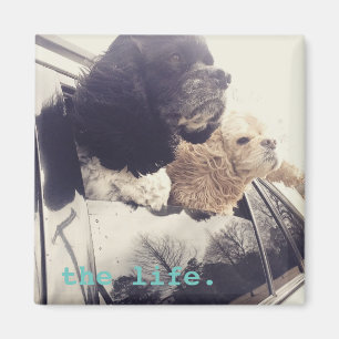 Imã o ímã da boa vida