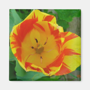 Imã o ímã da tulipa