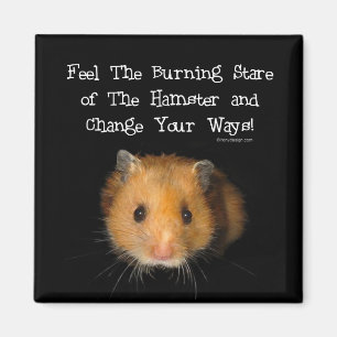 Imã O ímã do hamster
