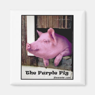Imã O ímã Purple Pig