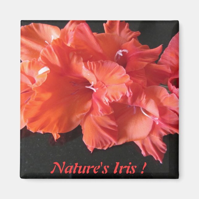 Imã O Íris Frig Magnet de Amber! (Frente)