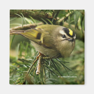 Imã O Kinglet pequeno bonito causa um stir no abeto