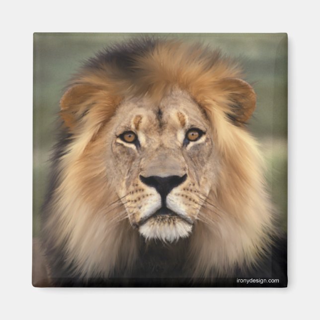 Imã O Leão (Frente)