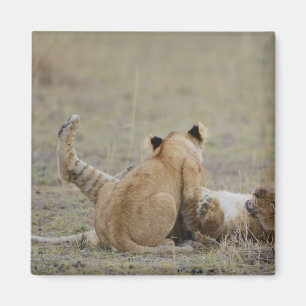Imã O leão (Panthera leo) cubs o jogo na grama, Masai