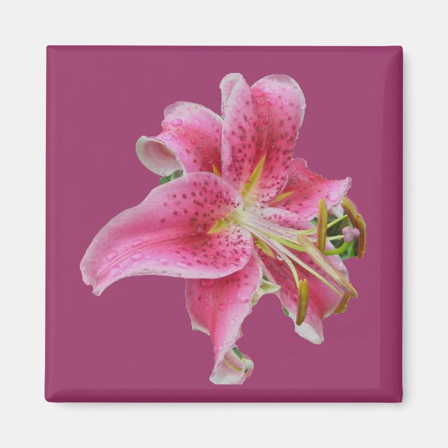 Imã O Lily Magnet de Carolyn (Frente)