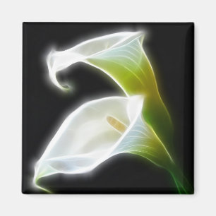 Imã O lírio de Calla elegante floresce 8 modernos