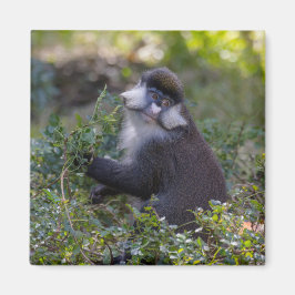 Imã O macaco de nariz pontiagudo do Schmidt