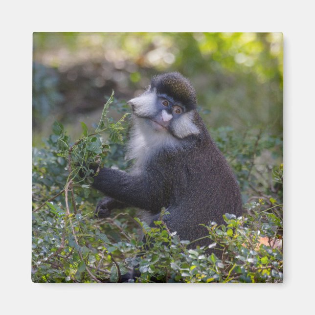 Imã O macaco de nariz pontiagudo do Schmidt (Frente)