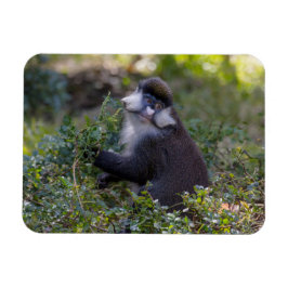 Ímã O macaco de nariz pontiagudo do Schmidt