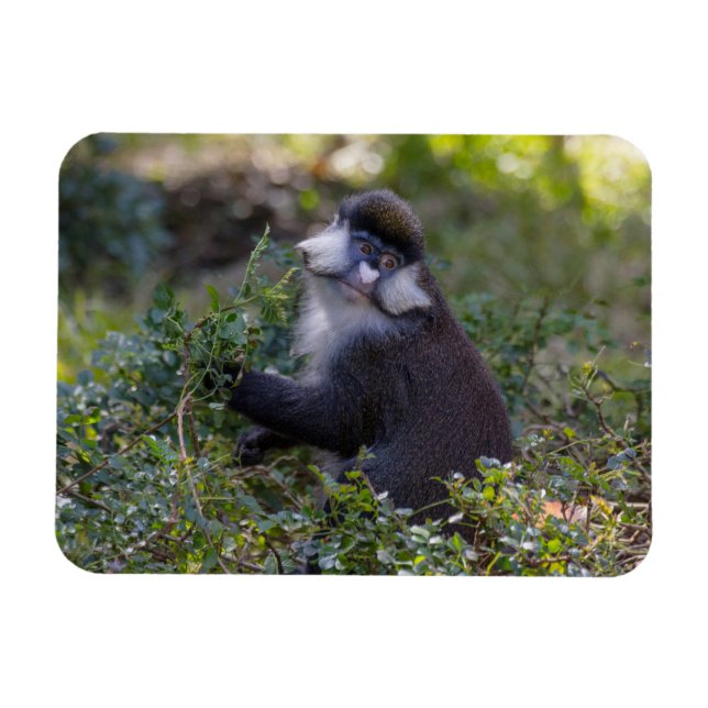 Ímã O macaco de nariz pontiagudo do Schmidt (Horizontal)