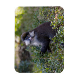 Ímã O macaco de nariz pontiagudo do Schmidt