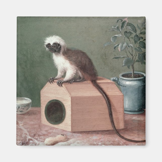 Imã O macaco favorito de Carl Linnaeus (Frente)