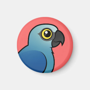 Imã O Macaw de Spix
