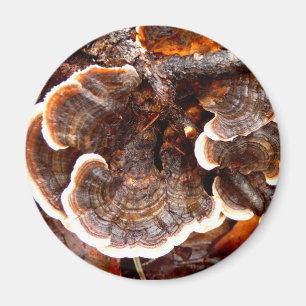 Imã O Magnet Do Cogumelo Da Turquia