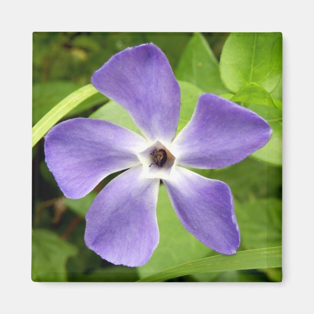 Imã O Maior Magnete Periwinkle (Frente)