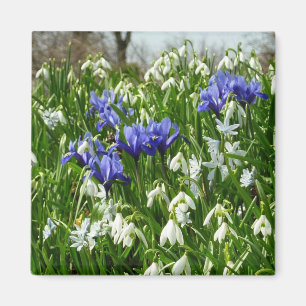 Imã O montanhês do primavera adiantado floresce a