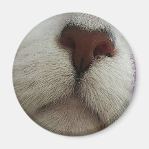 O Nariz Conhece O Nariz Gato Nº 1