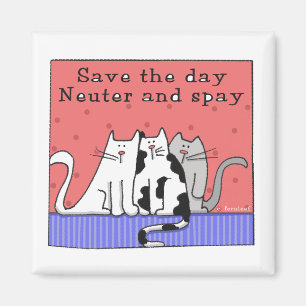 Imã O neutro de três gatos e Spay