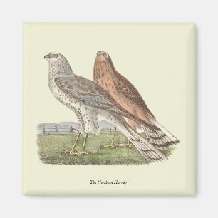 Imã O Norte Harrier NY Bird