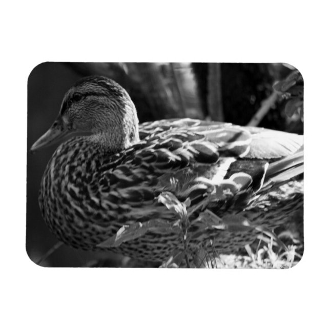 Ímã O Observador (Horizontal)