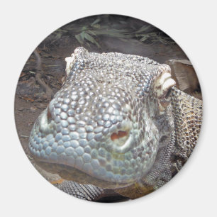 Imã O olhar de Komodo