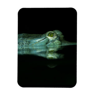 Ímã O Olho Do Gavial