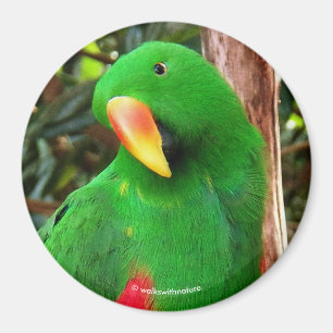 Imã O Orador Verde Eclectus Parrot