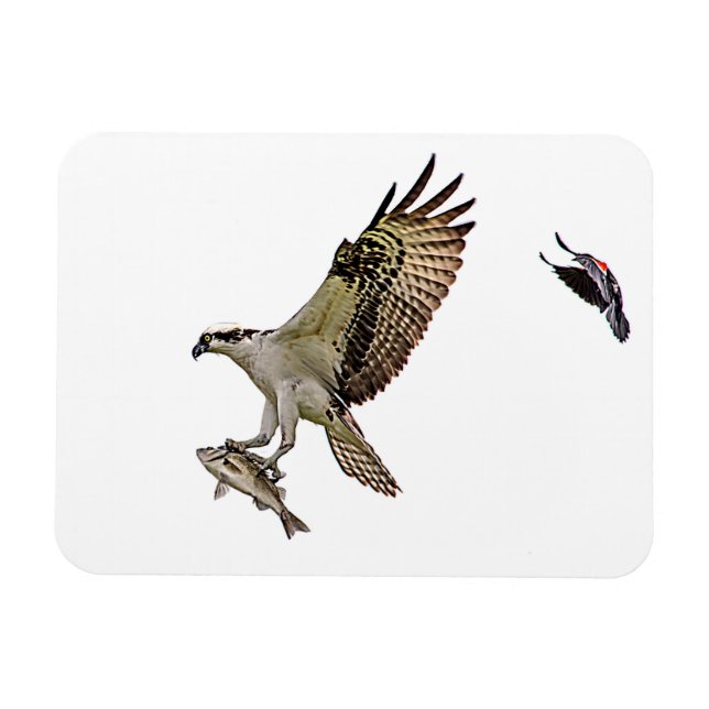 Ímã O Osprey que está sendo perseguido por um vermelho (Horizontal)