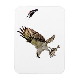 Ímã O Osprey que está sendo perseguido por um vermelho
