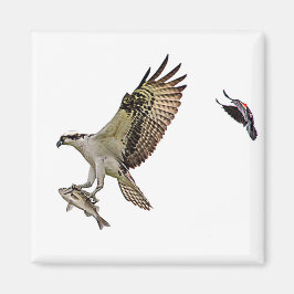 Imã O Osprey que está sendo perseguido por um vermelho