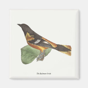 Imã O Ouro ou Baltimore Oriole (Icterus galbula)