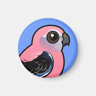 Imã O Parakeet de Bourke