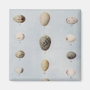 Imã O pássaro Eggs a história natural do vintage da
