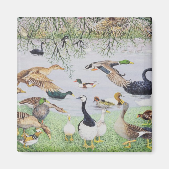 Imã O Pato Ímpar (Frente)