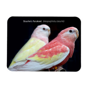Ímã O periquito de Rubino Bourke