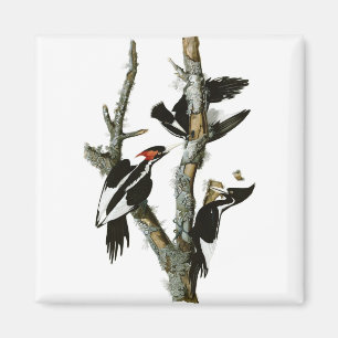Imã O pica-pau Marfim-faturado de Audubon